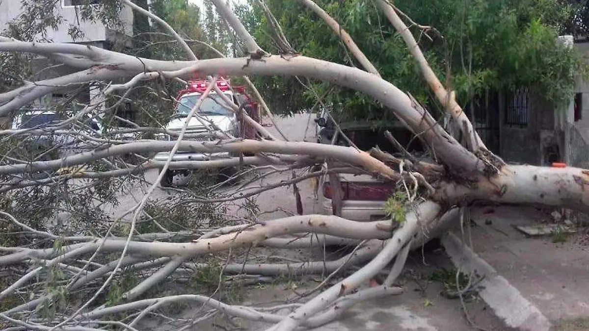 j02-1 árbol caido